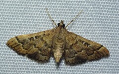 Nacoleia rhoeoalis