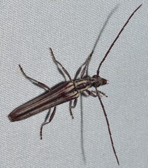 Uracanthus strigosus