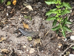 Leiocephalus stictigaster