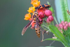 Polistes major major