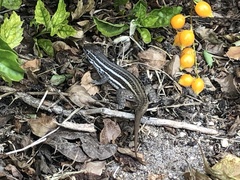 Leiocephalus stictigaster