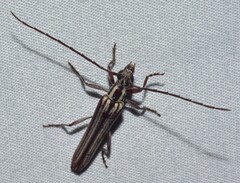 Uracanthus strigosus