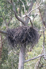 Haliaeetus leucogaster