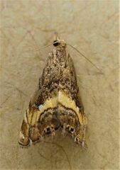 Glaucocharis chrysochyta