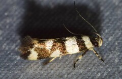 Macrobathra desmotoma