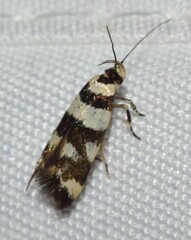 Macrobathra desmotoma