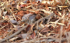 Mimophis