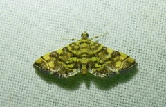 Apogeshna stenialis