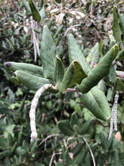 Garrya elliptica