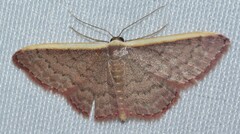Idaea inversata