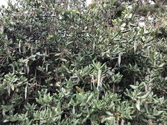 Garrya elliptica