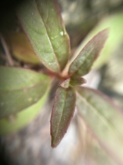 Epilobium roseum