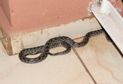 Madagascarophis colubrinus