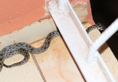 Madagascarophis colubrinus