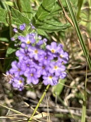 Heliotropium amplexicaule