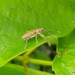 Naupactini