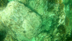 Ophioblennius steindachneri