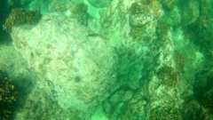 Ophioblennius steindachneri