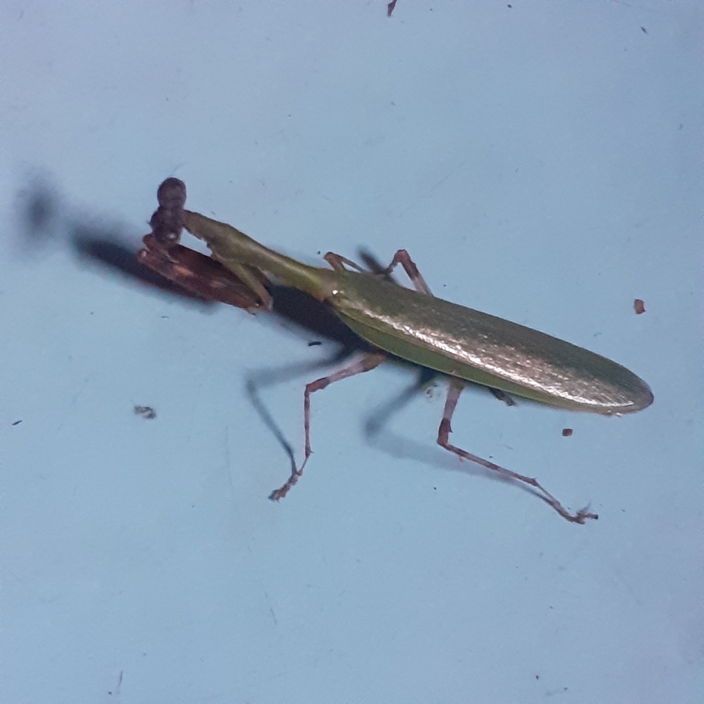 Oligomantis mentaweiana