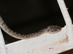 Madagascarophis colubrinus