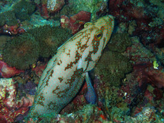 Cephalopholis cyanostigma