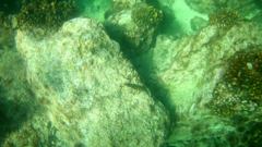 Ophioblennius steindachneri