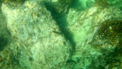 Ophioblennius steindachneri