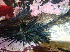 Stomopneustes variolaris