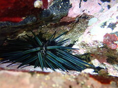 Stomopneustes variolaris