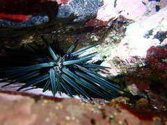 Stomopneustes variolaris