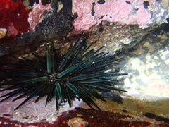 Stomopneustes variolaris