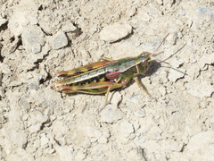 Alpinacris tumidicauda