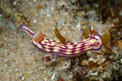 Hypselodoris whitei