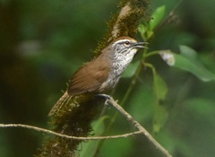 Pheugopedius maculipectus