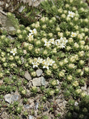 Kelleria croizatii