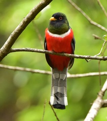 Trogon elegans