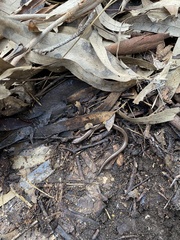 Hemiergis decresiensis