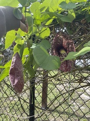 Aristolochia littoralis
