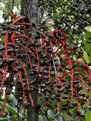 Chamaedorea