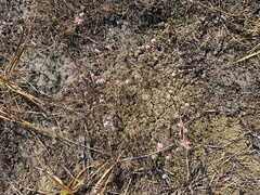 Polygonum spergulariiforme