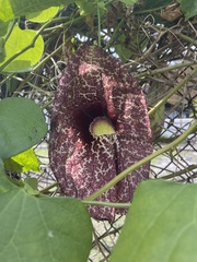 Aristolochia littoralis