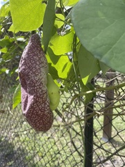 Aristolochia littoralis