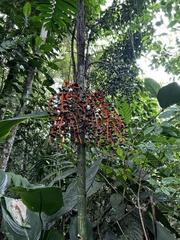 Chamaedorea