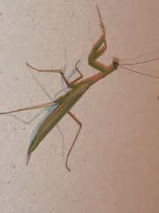 Coptopteryx argentina