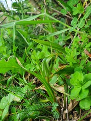 Pterostylis irwinii