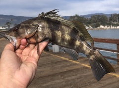 Paralabrax nebulifer