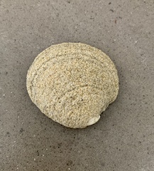 Granicorium indutum