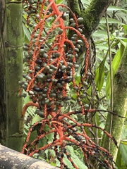 Chamaedorea
