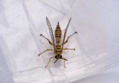 Xanthopimpla rhopaloceros