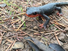 Taricha rivularis